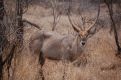 Waterbuck looks at me