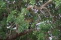 Leopard walking on branch